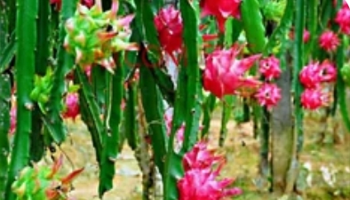 火龙果的异域风情：探寻热带珍宝的生长秘境_现代网新闻频道