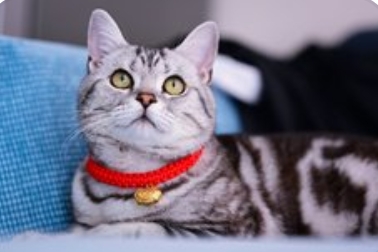 12306宠物托运上线:铁路版“毛孩子头等舱”的颠覆性设计_现代网新闻频道