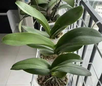 蝴蝶兰叶子发黄诊断手册：从表象到根源的精准治理_现代网新闻频道