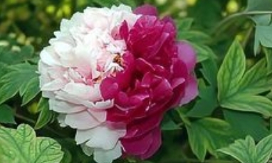 一朵牡丹花拿捏世界审美_现代网新闻频道