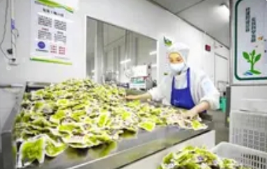 比预制菜还更可怕的来了：当“现做菜”暗 藏危 机_现代网新闻频道