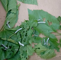 小学生养蚕热潮:10万个蚕盒被抢空_现代网新闻频道