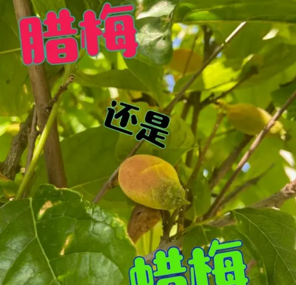 蜡梅还是腊梅哪个正确_现代网新闻频道