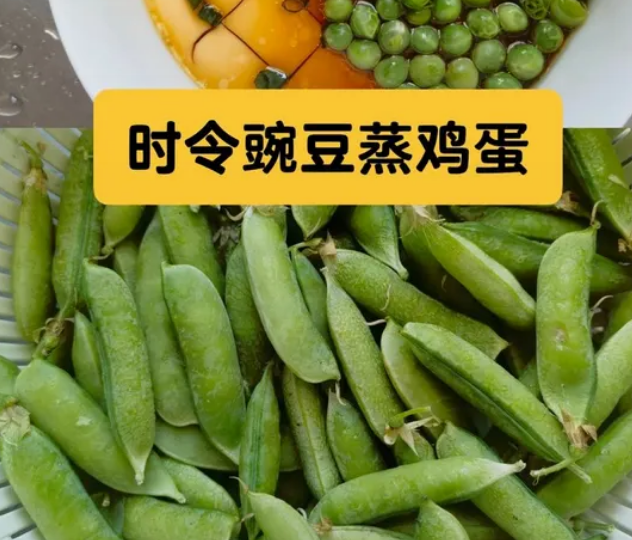 豌豆蒸多长时间能熟：豌豆蒸制时间的精准把握_现代网新闻频道