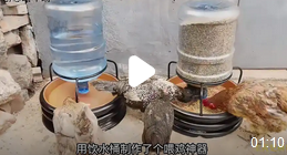 河南一男子发明懒人喂鸡法_现代网新闻频道