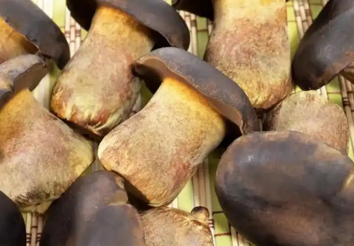 美味牛肝菌:山林间的美味馈赠_现代网新闻频道