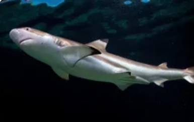 世界最弱的鲨鱼?「侏儒灯笼鲨」的生存智慧_现代网新闻频道