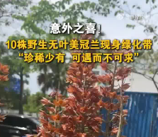 深圳惊现10株罕见无叶美冠兰,生态奇观引关注_现代网新闻频道