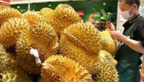 金枕榴莲价格“跳水”：30天从1200元降至730元，市场波动引关注_现代网新闻频道