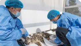 专家称救助雪豹“凌小蛰”具多重价值_现代网新闻频道