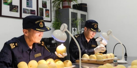 中国鲜梨首次出口阿根廷_现代网新闻频道