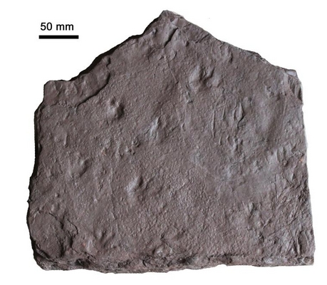最早爬行动物足印!国际最新发现3.56亿年前羊膜动物化石爪印_现代网新闻频道