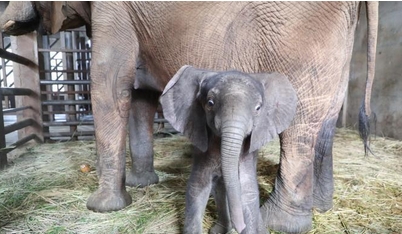 上海野生动物园成功繁育的两头非洲象宝宝与游客见面_现代网新闻频道