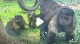 丑萌猴子“逆袭”成网红，保育员揭秘其聪明才智_现代网新闻频道