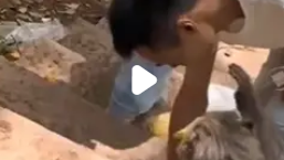 男子景区遭猴子抢食反被掌掴，网友：这猴子太嚣张了！_现代网新闻频道