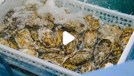 男子出海奇遇：打捞生蚝竟带商品标签_现代网新闻频道