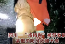 金毛被救后紧抱消防员大腿_现代网新闻频道