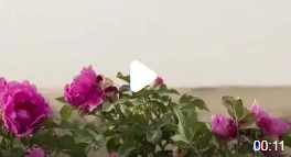 塔克拉玛干沙漠10万株玫瑰惊艳绽放_现代网新闻频道