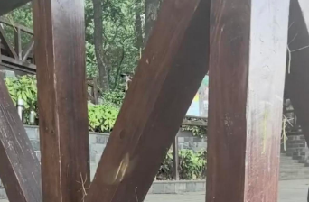 南京一森林公园内出现大量竹节虫_现代网新闻频道