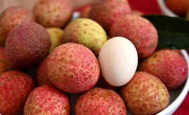 广东荔枝新品种“仙桃荔”上市 个头比鸡蛋还大_现代网新闻频道