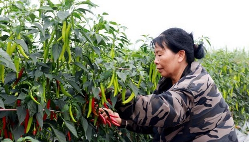 广西宁明辣椒丰收 奏响致富“椒”响曲_现代网新闻频道