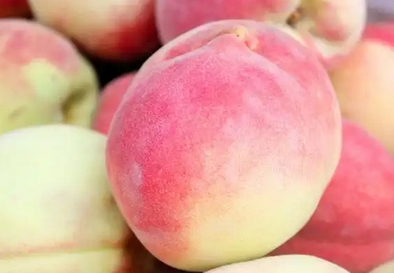 桃子是一种很善良的水果_现代网新闻频道