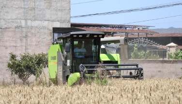 贵州惠水12.5万亩夏粮收割完毕_现代网新闻频道