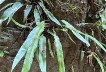 广西发现蕨类新物种剑叶鞭叶耳蕨_现代网新闻频道